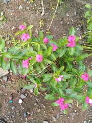 Catharanthus roseus image