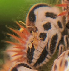 Membracis foliatafasciata