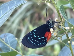 Eumaeus atala