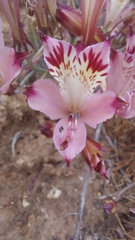 Alstroemeria pulchra