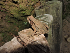Rhinella ornata