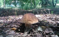 Boletus edulis