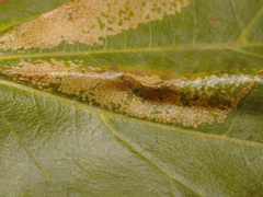 Phyllonorycter platani