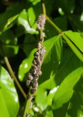 Membracis foliatafasciata