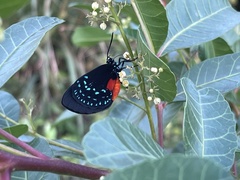 Eumaeus atala