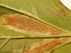 Phyllonorycter platani