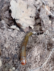 Anadenobolus monilicornis