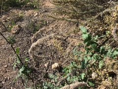 Phacelia cicutaria hispida
