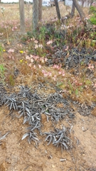 Alstroemeria pulchra