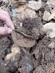 Anadenobolus monilicornis