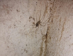 Physocyclus globosus