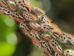 Membracis foliatafasciata