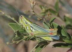 Hesperotettix viridis