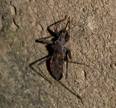 Opisthacidius