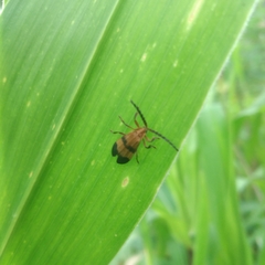 Calopteron