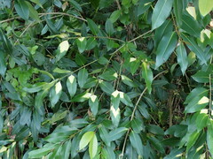Syzygium cumini