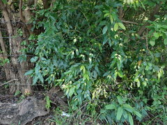 Syzygium cumini