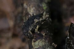 Rhinella margaritifera