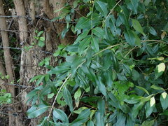 Syzygium cumini