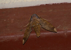 Pachylia ficus
