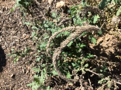 Phacelia cicutaria hispida