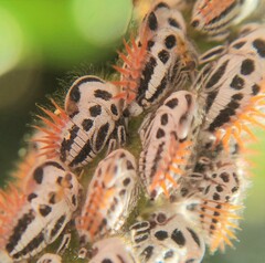 Membracis foliatafasciata