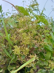 Cissus verticillata