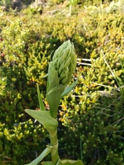 Chloraea leptopetala