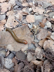 Anadenobolus monilicornis