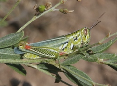 Hesperotettix viridis