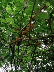 Urera caracasana