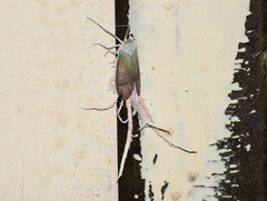 Pterodictya reticularis