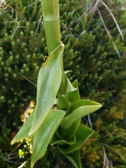 Chloraea leptopetala