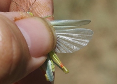 Hesperotettix viridis