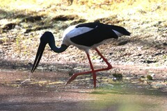 Ephippiorhynchus asiaticus