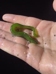 Apodichthys flavidus