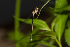 Pseudagrion ignifer