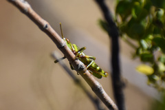 Bootettix argentatus