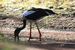 Ephippiorhynchus asiaticus