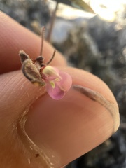 Desmodium rosei