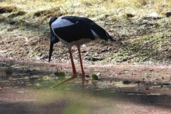 Ephippiorhynchus asiaticus