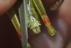 Hesperotettix viridis