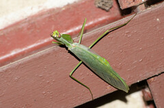 Macromantis hyalina