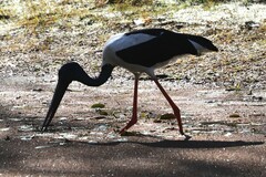 Ephippiorhynchus asiaticus