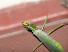 Macromantis hyalina