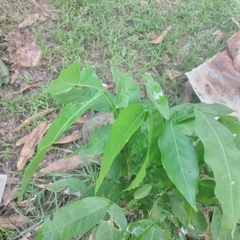 Melicoccus bijugatus