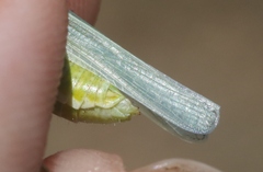 Hesperotettix viridis