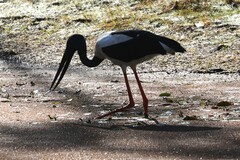 Ephippiorhynchus asiaticus