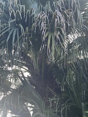 Livistona chinensis