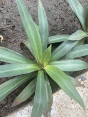 Tradescantia spathacea